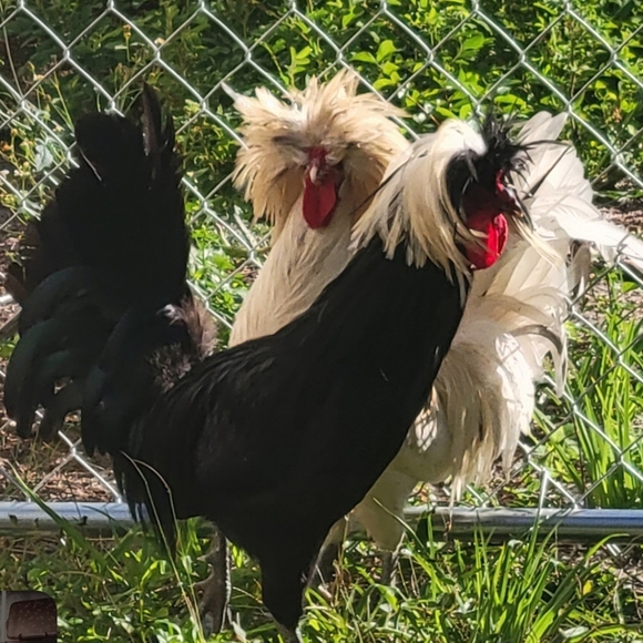 MELODY'S LIVE SHOW HOST LISTING - Picture 14 of 15